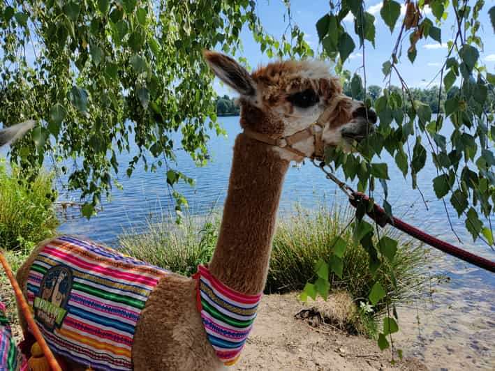 Braunschweig: Alpaca Trekking Tour - Itinerary and Locations