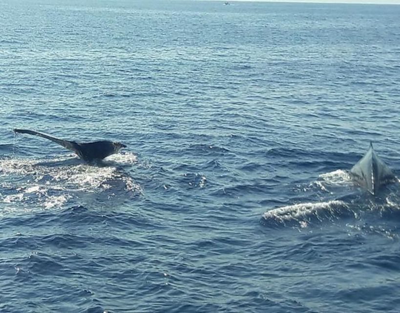 Buenaventura: Pacific Coast Whale Watching Tour - Highlights of the Experience