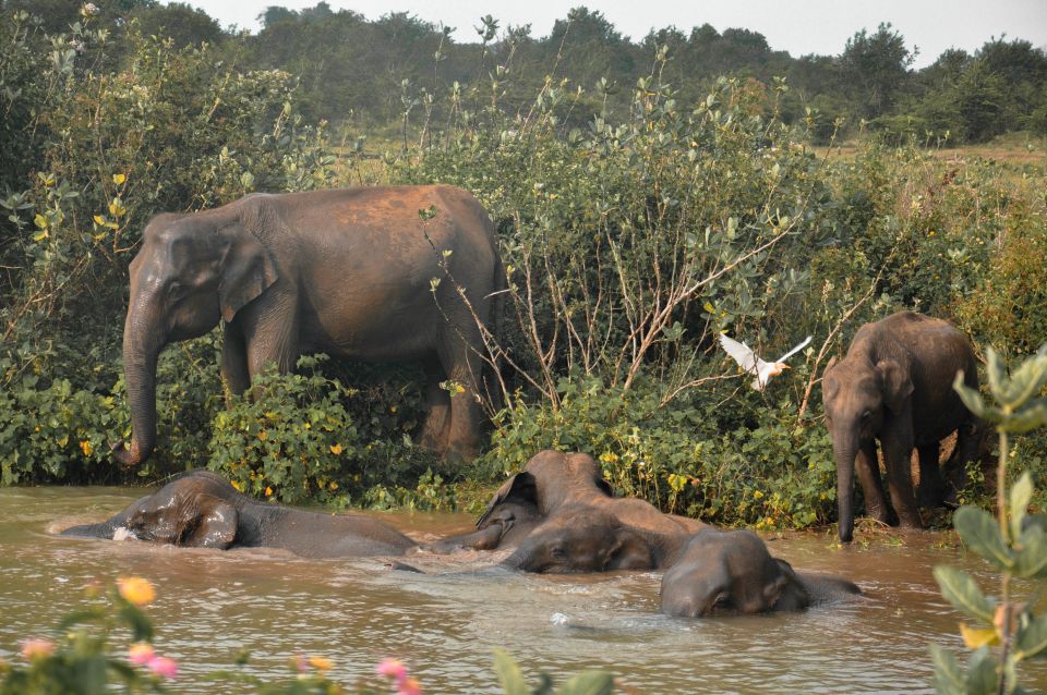 Bundala National Park: 3-Hour Morning or Evening Safari - Safari Experience