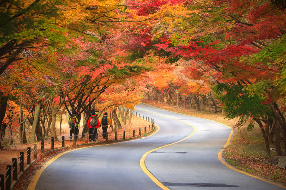 Busan: Naejangsan National Park Autumn Foliage One Day Tour - Itinerary and Transportation