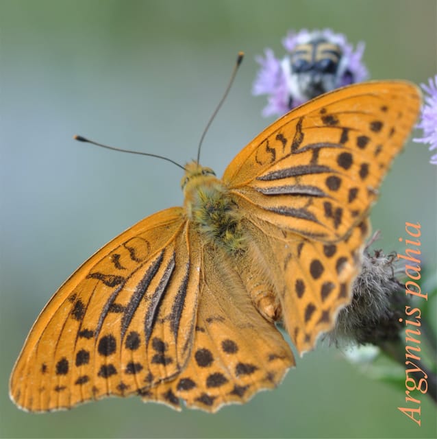 BUTTERFLIES - WATCHING - How to Book Your Experience