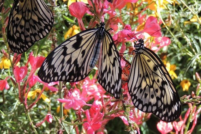 Butterfly Rainforest at Florida Museum of Natural History Ticket - Admission Details