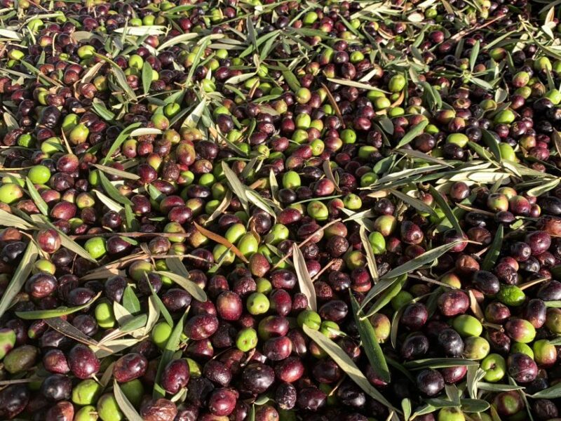 Cadiz: Countryside Finca Ecological Wine Tasting - Tour Description