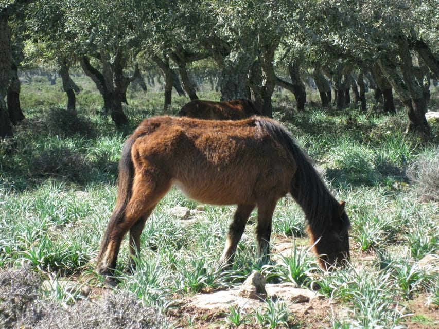 Cagliari: Su Nuraxi Barumini Unesco & Giara Horses 4h Tour - Itinerary Details