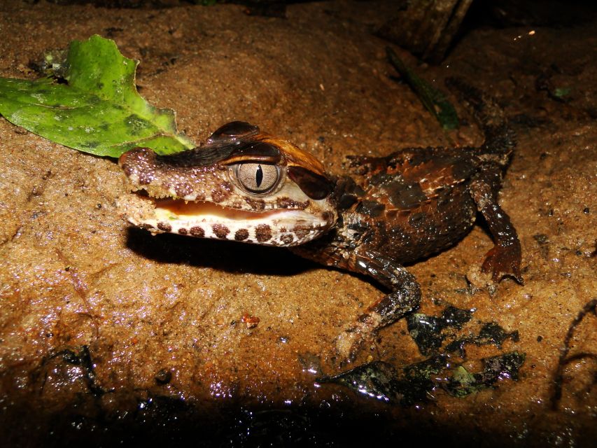 Caimans and Capybaras Search on the Tambopata River - Booking Your Adventure