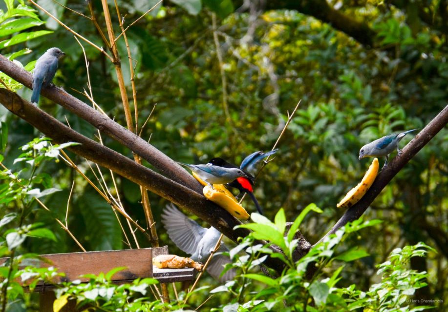 Cali: Bird Watching in The San Antonio Fog Forest - Unique Features of San Antonio