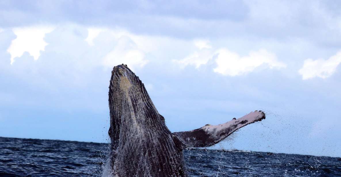 Cali: Whale Watching in the Colombian Pacific Coast - Best Time to Visit