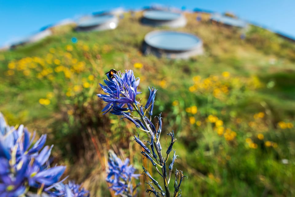 California Academy of Sciences With Golden Gate Park Tour - Itinerary Highlights