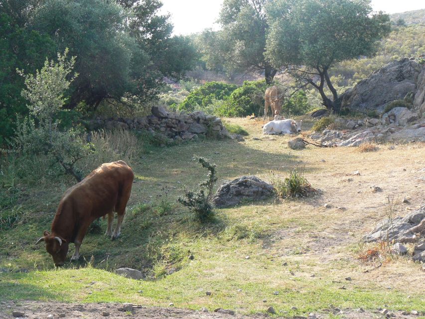 Calvi: Asco Valley 4x4 Day Tour With Guide - Experience Highlights