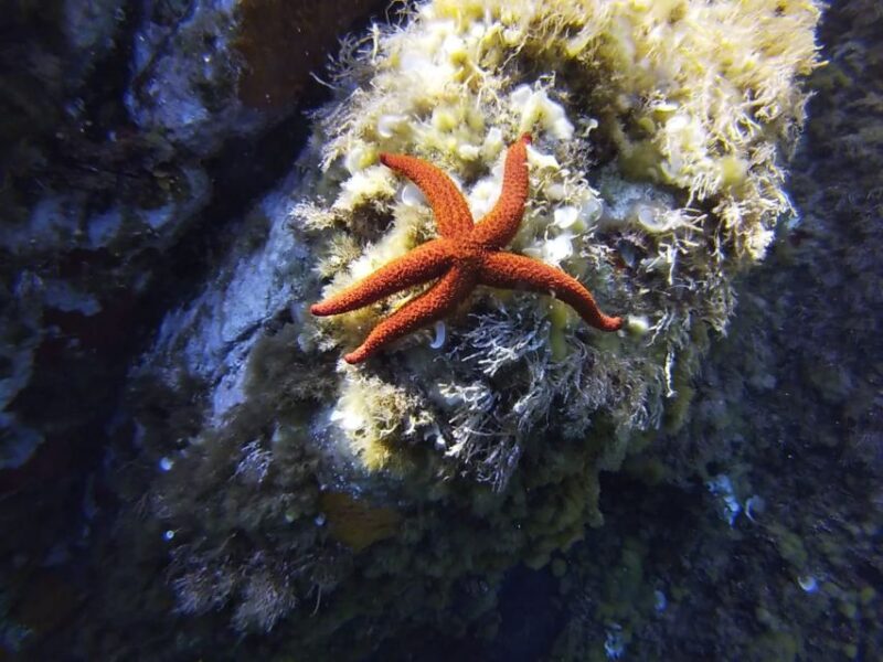 Calvi: Introduction to Diving Dive With an Instructor - What to Expect During Your Dive