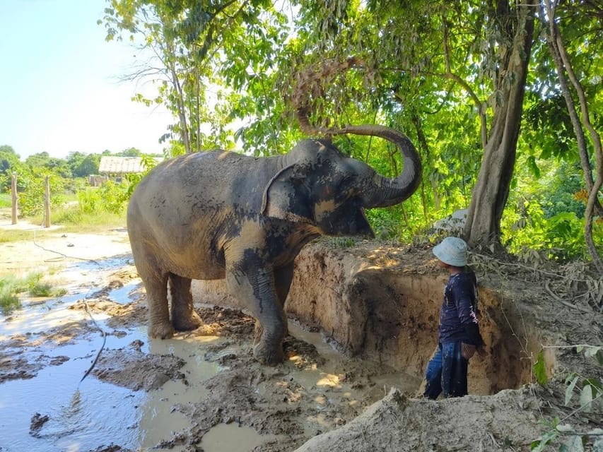 Cambodia Elephant Sanctuary, Pickup and Drop off Included - Experience Highlights