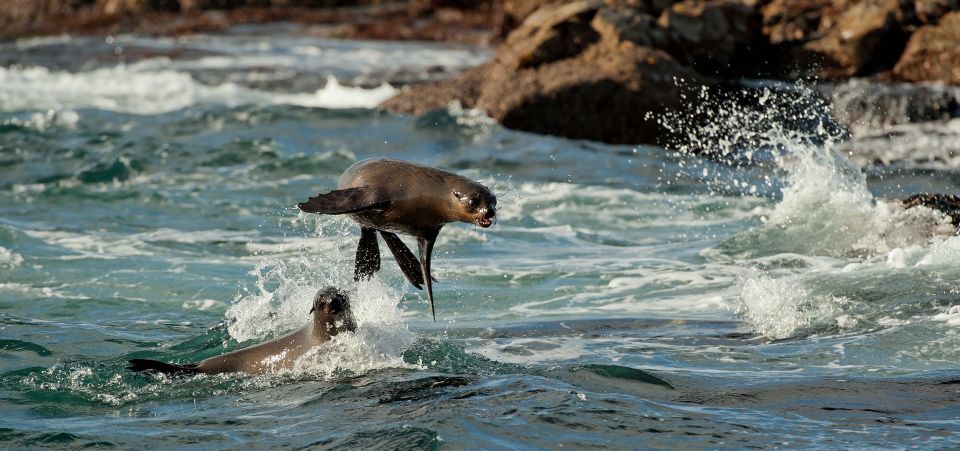 Cape Town: Duiker Islands Seal Snorkeling Boat Trip - Gear and Safety Considerations