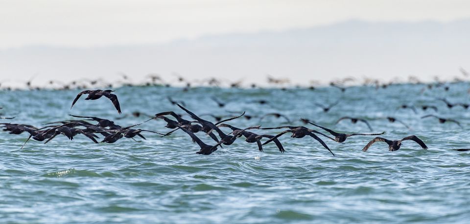 Cape Town: Marine Wildlife Tour From the V&A Waterfront - Hydrofoil Boat Ride and Sights