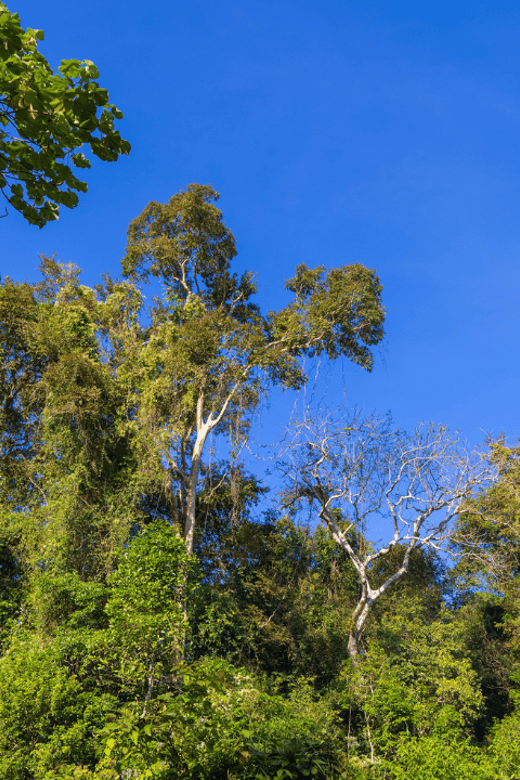 Cat Tien National Park With Crocodile Lake - Tour Pricing and Booking Information