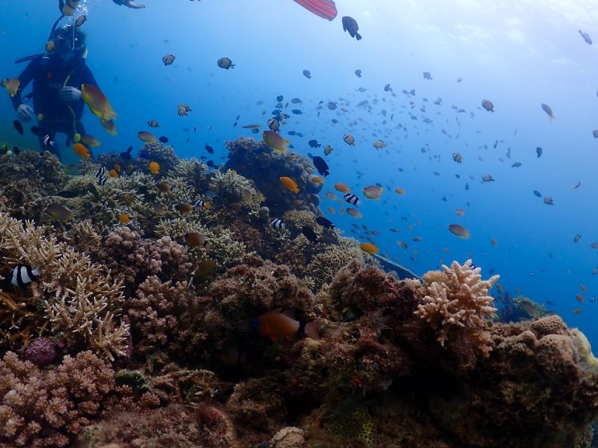 Cebu: Boat Diving Two Dive Tour in Olango Island - Transportation and Location