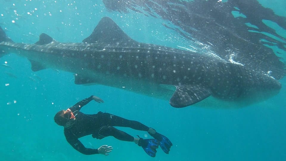 Cebu Group Tour: Whaleshark Watching & Kawasan Canyoneering - Pick-up Locations