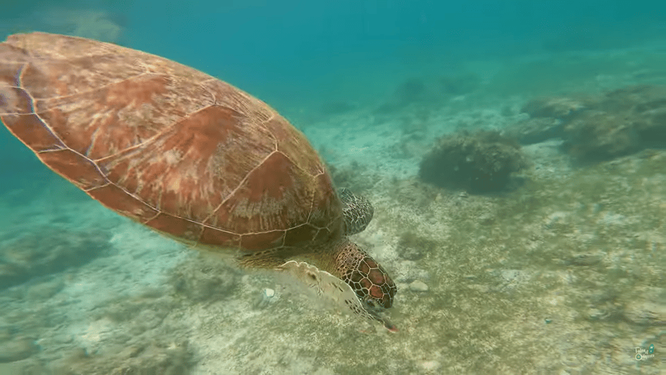 Cebu: Island Hopping Pescador,Sardine Run Andturtle Paradise - Inclusions and Equipment