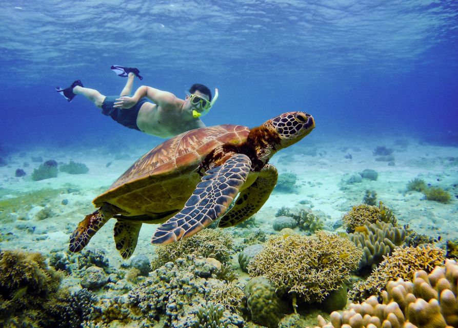 Cebu: Moalboal Sardines and Turtles Snorkeling Tour - Itinerary and Activities