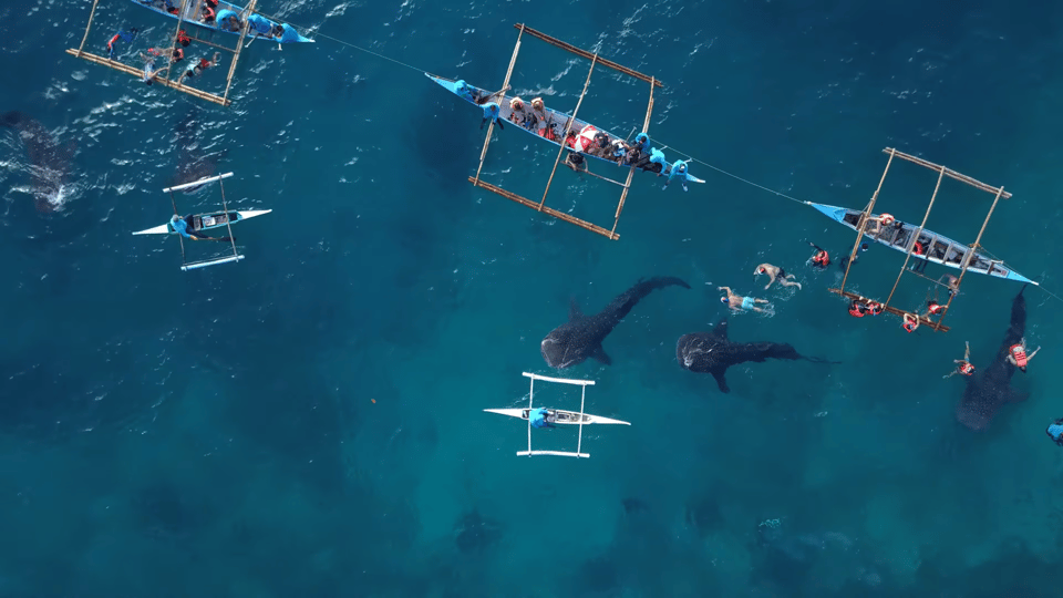 Cebu: Oslob Whale Shark Encounter & Canyoneering Adventure - Pickup & Drop-off Locations