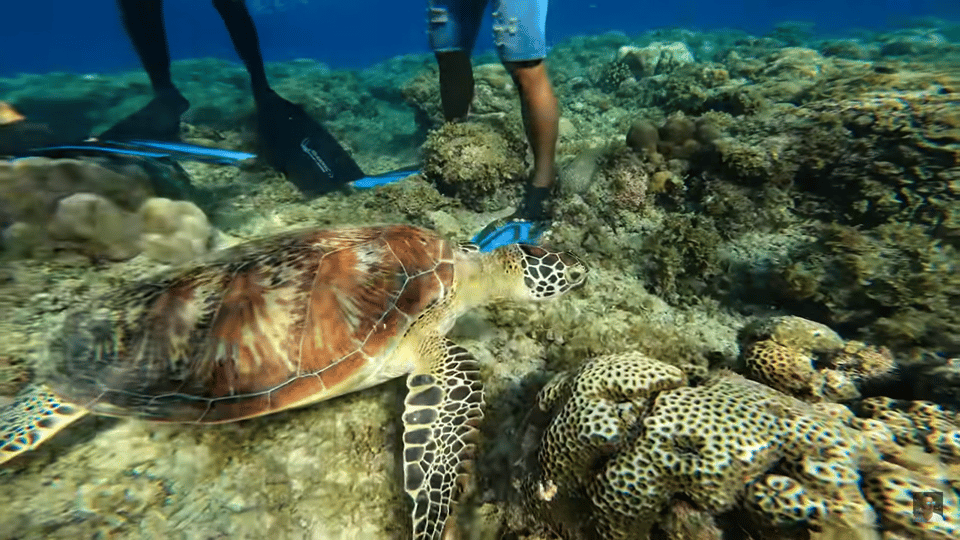 Cebu: Oslob Whale Shark &Moalboal Sardines &Turtle Thrill - Inclusions and Transportation