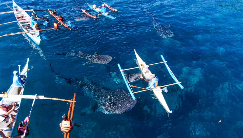 Cebu: Oslob Whale Shark Swimming Experience - Itinerary and Transportation