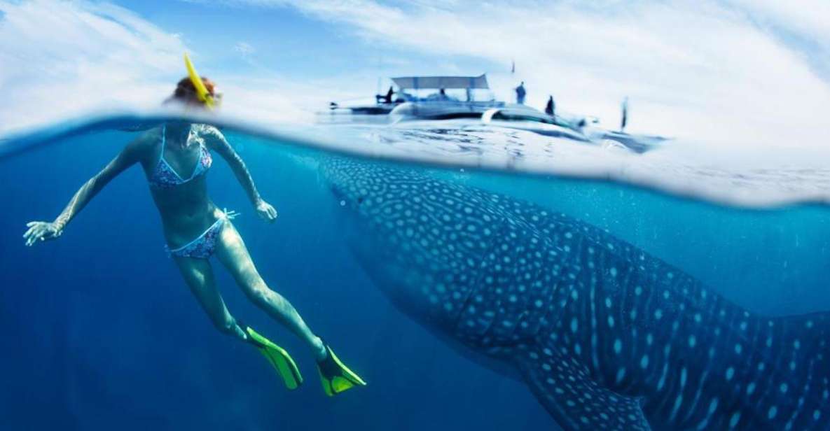 Cebu: Oslob Whale Sharks, Waterfall & Sardine Snorkeling - Itinerary Highlights