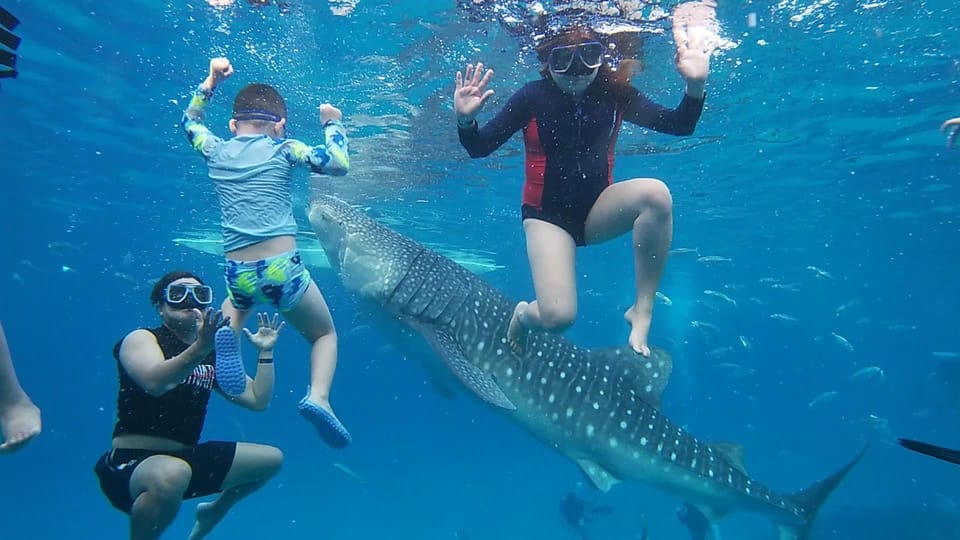 Cebu; Oslob Whaleshark Watching Day Tour - Itinerary and Transportation