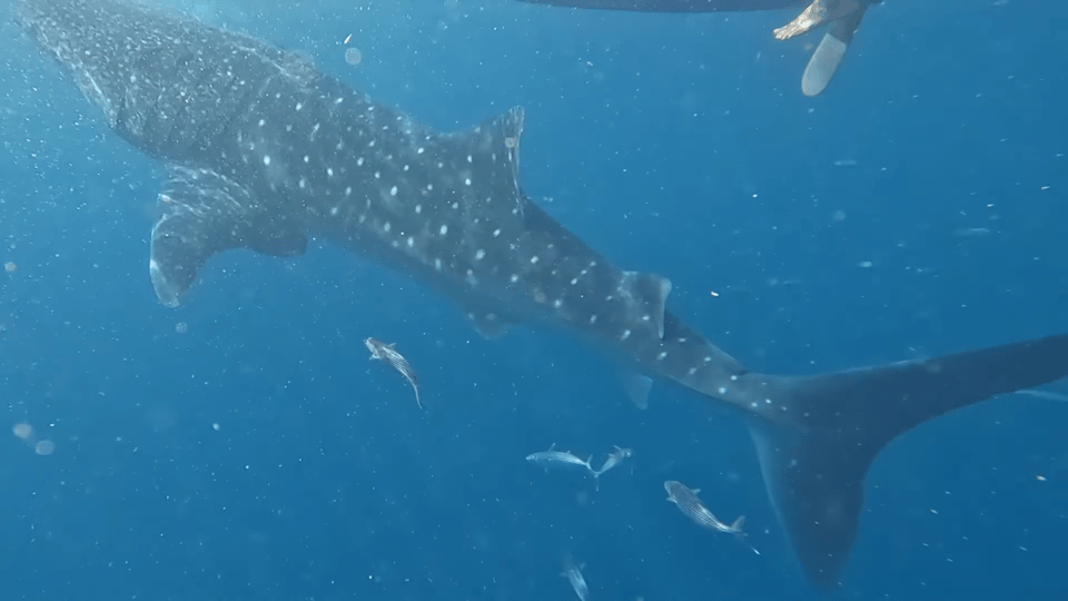 Cebu: Shared Tours Oslob Whale Shark and Canyoneering - Canyoneering Adventure