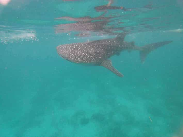 Cebu: Whale Shark Encounter &Adventure With Mantayupan Falls - Itinerary Details