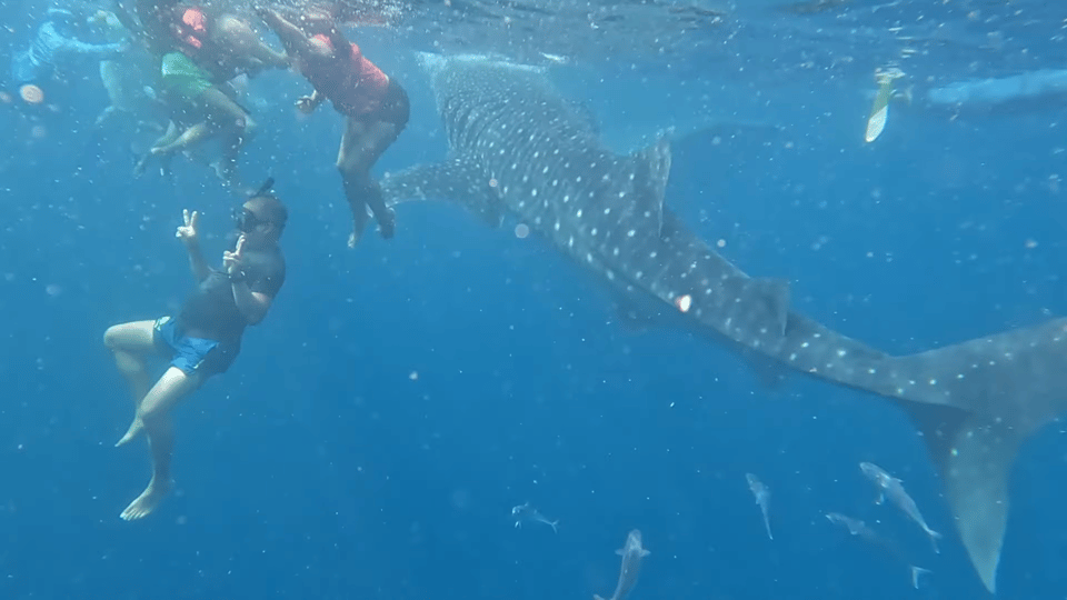 Cebu: Whale Shark Encounter & Canyoneering Expedition - Canyoneering at Kawasan Falls