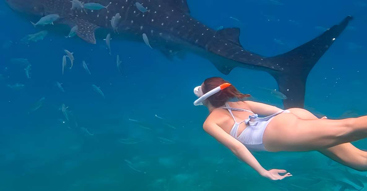 Cebu: Whale Shark & Mysterious Waterfall Private Tour - Experience Highlights