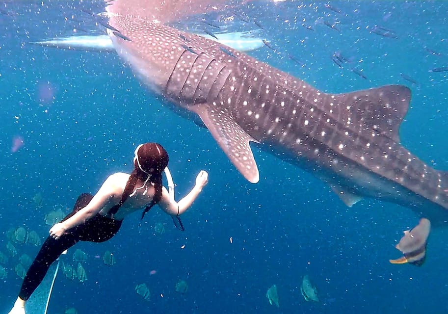 Cebu: Whale Shark Swim and Kawasan Canyoneering Group Tour - Itinerary and Activities