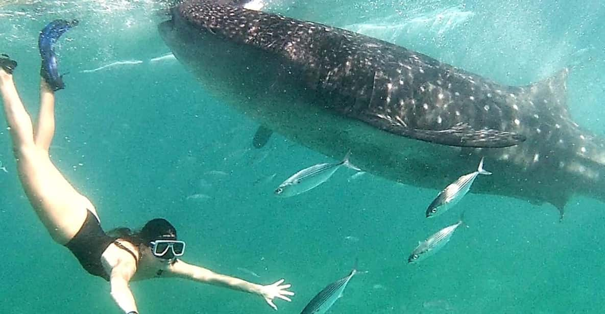 Cebu: Whale Shark Swim in Oslob & Aguinid Falls Canyoneering - Pricing and Cancellation