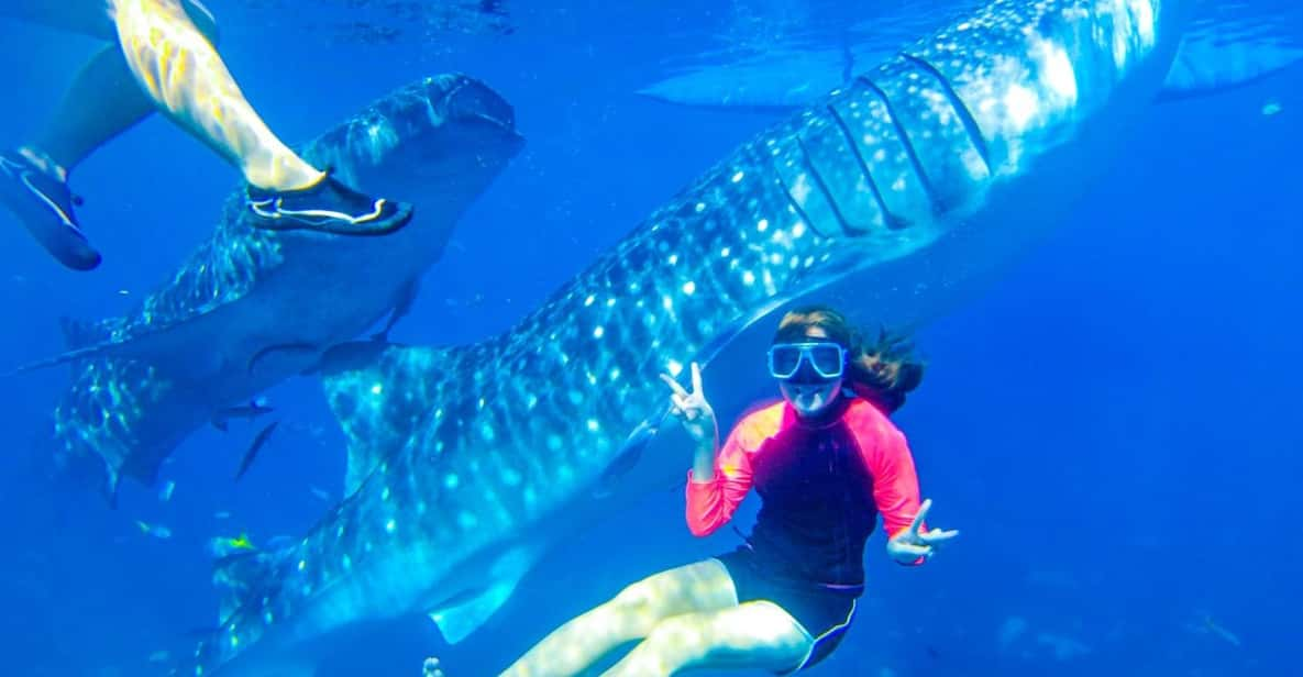 Cebu: Whale Shark Swimming & Kawasan Falls Canyoneering - Itinerary and Activities