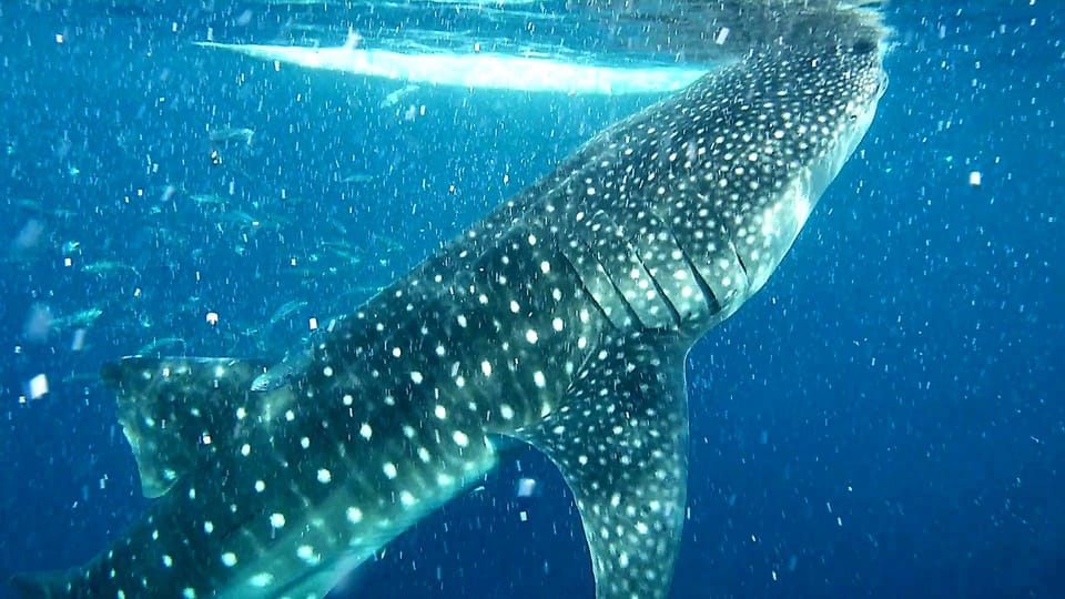 Cebu: Whale Shark Watching and Aguinid Falls Adventure - Itinerary and Highlights