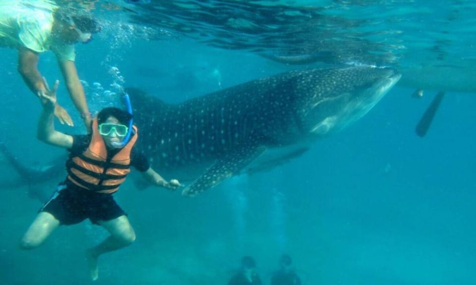 Cebu: Whale Sharks, Tumalog Falls & Sumilon Sand Bar Tour - Itinerary and Activities