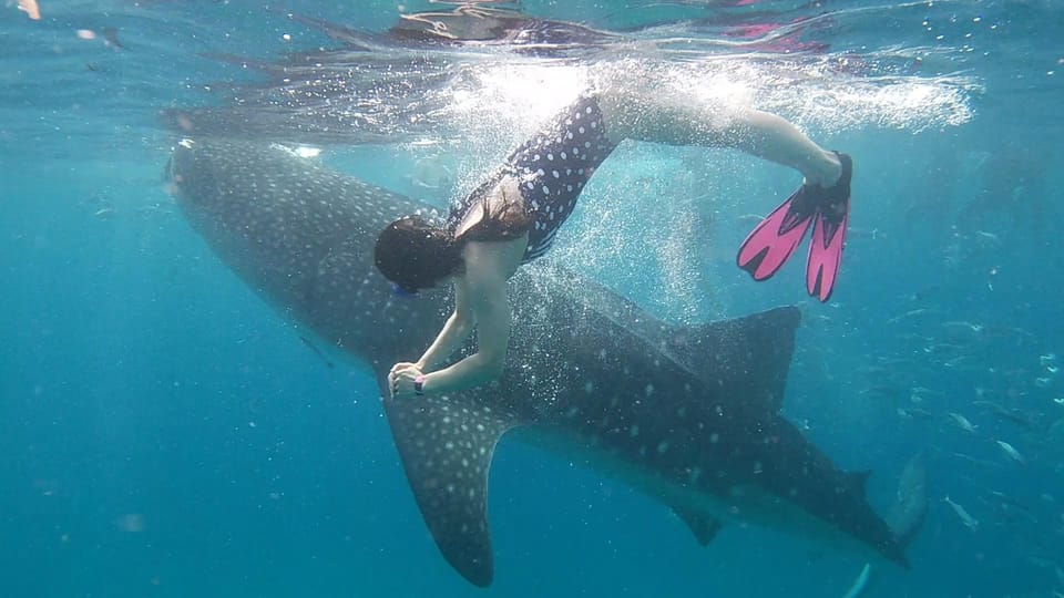 Cebu: Whaleshark Encounter, Tumalog Falls & Sumilon Sandbar - Whale Shark Encounter