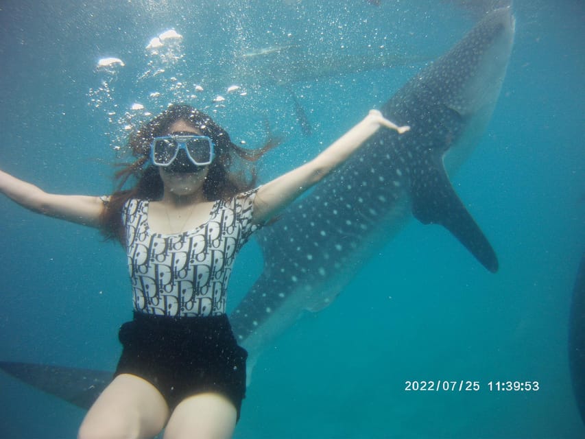 Cebu: Whaleshark, Sumilon Island & Sardines Run Snorkel - Itinerary Highlights