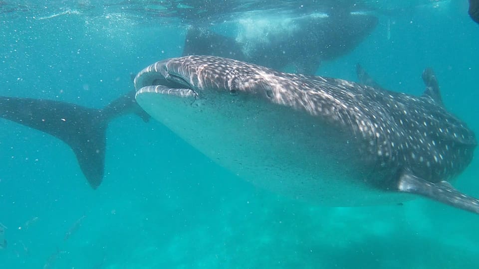 Cebu: Whaleshark Swimming & Moalboal Snorkelling Day Trip - Itinerary and Highlights