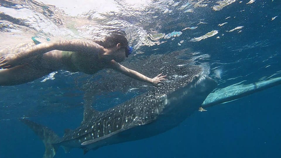 Cebu: Whaleshark Watching & Inambakan Falls - Itinerary and Transportation