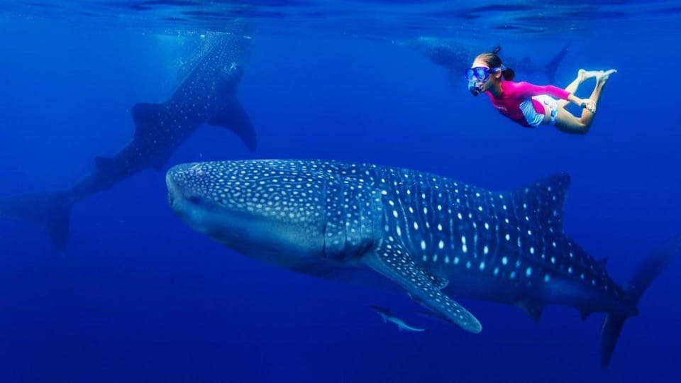 Cebu Whaleshark, White Sand Beach Sumilon Island and Falls - Pickup Locations