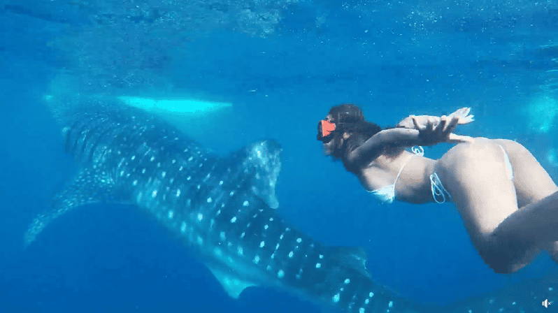 Cebu:Oslob Whales,Sumilon Island & Inambakan Falls Adventure - Oslob Whale Shark Experience