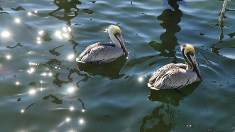 Charleston: Private Sightseeing & Dolphin Watching Boat Tour - Experience Highlights