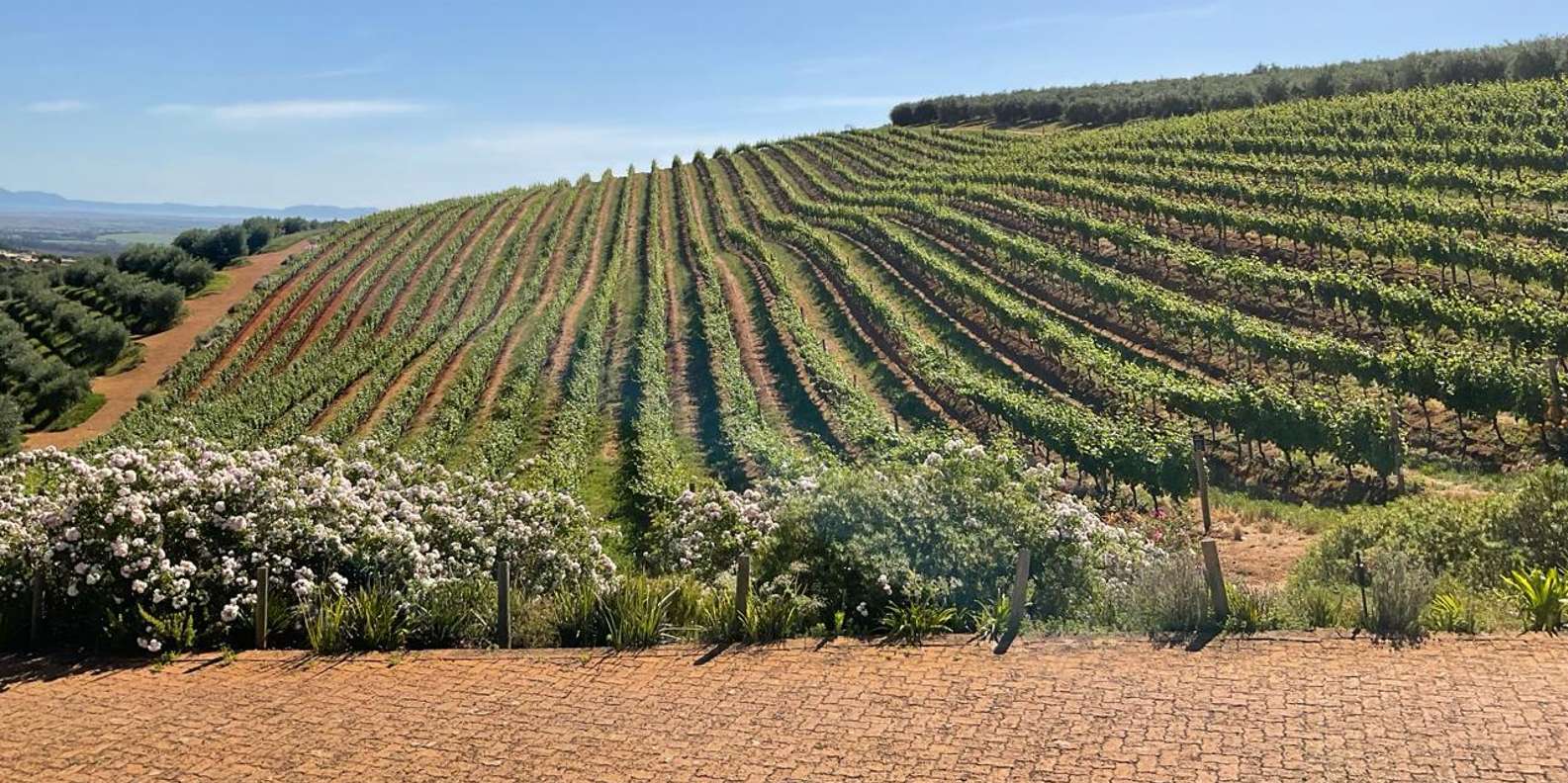 Cheetah Outreach and Award-Winning Winelands Full Day Tour - Itinerary Highlights