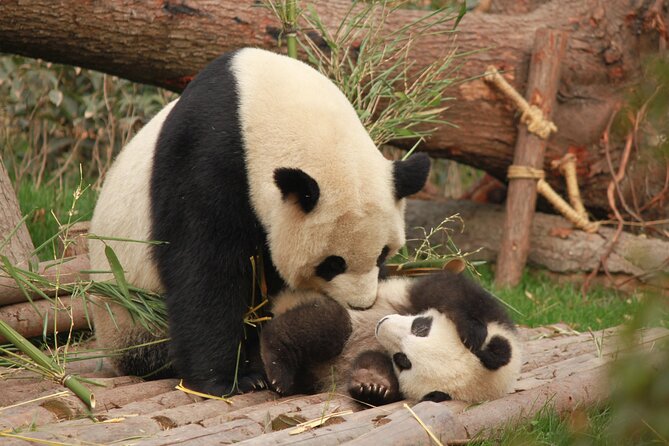 Chengdu Panda Research Base Tickets And Half Day Tour(Private) - Why Choose a Private Tour