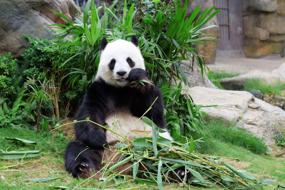 Chengdu: Private Full-Day Panda, City, Museum, & Park Tour - Itinerary Details