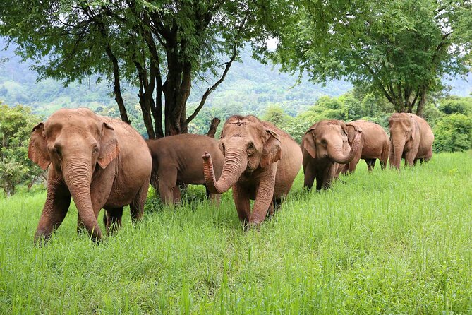 Chiang Mai ATV White Water Rafting and Elephant Sanctuary Full-Day Trip - White Water Rafting Highlights