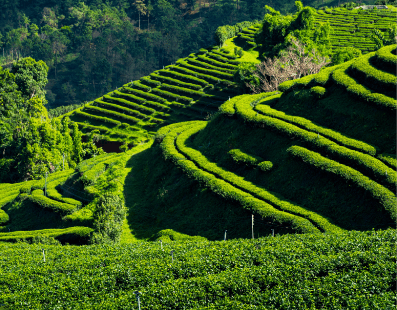 Chiang Mai: Chiang Rai & Doi Mae Salong Tea Plantation Tour - Cultural and Natural Attractions