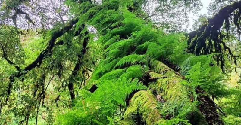 Chiang Mai: Doi Inthanon National Park, Waterfall Day Tour - Inclusions