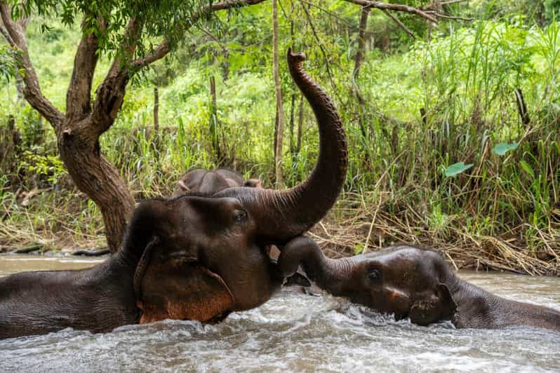 Chiang Mai: Elephant Dream Project Sanctuary - Full Day - Itinerary Highlights